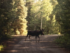 Nocne zderzenie z łosiem pod Tuchowem. Sekundy, które mogły skończyć się tragedią