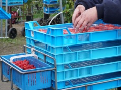 Ukraina traci, inni zyskują. Import malin w nowym układzie