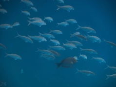 Ryby zdetronizowały głowonogi i zdominowały oceany na przełomie kredy i jury