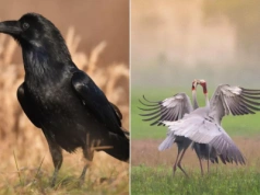 Żurawie i kruki pustoszą pola. Ministerstwo zapowiada odszkodowania dla rolników