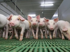 Jak prowadzić opłacalną hodowlę świń mimo spadających cen tuczników?