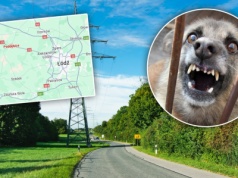 Kolejny śmiertelny atak psów. 75-latek "miał rany kąsane pośladka, uda i głowy"