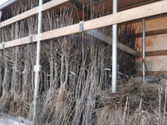 Pierwsze drzewka na rynku. Jakie są wyjściowe stawki?