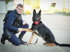 Niko – pies policyjny z Piły oddał krew, by ratować innego psa