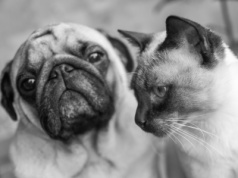 Jak wygląda godne pożegnanie pupila? Proces kremacji zwierząt krok po kroku