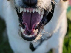 Zielona Góra. Policja miała dwa zgłoszenia pogryzienia przez psy ze strzelnicy w Raculi. W jednym przypadku włamywacz stracił uszy