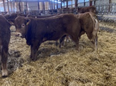 Ostra papryczka może pomóc w redukcji stresu cieplnego u bydła opasowego