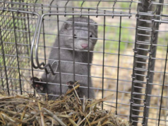 Zakaz hodowli zwierząt na futra. Co z odszkodowaniami?