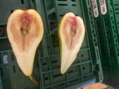 Zbrązowienia gruszek: co zawodzi w chłodni?