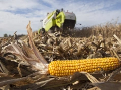 Ceny kukurydzy na pniu: ile kosztuje hektar w 2025?