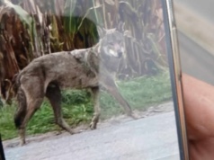 Dzienne wędrówki wilków między domami w Pakszynie koło Czerniejewa