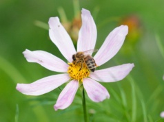 Dzika pszczoła na „czerwonej liście” gatunków zagrożonych. Eksperci alarmują