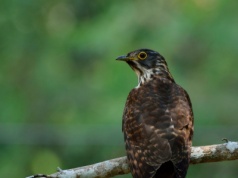 Odkryli ptaka, którego inne się boją. Wygląda jak jastrząb, ale jest gorzej