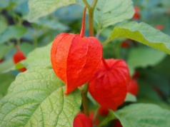 Wyglądają jak małe lampiony i zdobią ogród cały rok. Posadź zamiast chryzantem