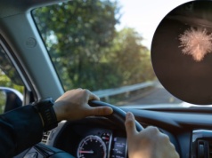 Kolczasty olbrzym biegł asfaltem pod Złotoryją. Nagrał go zdumiony kierowca