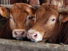Ceny polskiej wołowiny zagrożeniem dla jej konkurencyjności na rynku UE