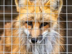 Koniec hodowli zwierząt na futra. "8-letni okres przejściowy to absolutne minimum"