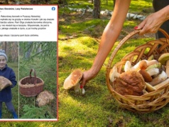 Takiego olbrzyma znalazła pani Olga w lesie. "Nie mieścił się w koszyku"