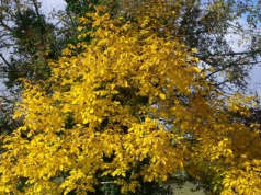 Opadają liście orzechów włoskich. Prosty trik z korzyścią dla ogrodu