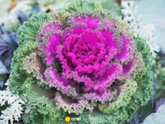 Nie tylko chryzantemy. Te kwiaty pięknie ozdobią grób na Wszystkich Świętych