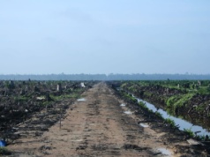 Wysoka cena za olej palmowy. Dym, wycinki i orangutany