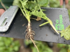 Rolnicy walczą z kapryśną pogodą i niepewnym rynkiem. Ubezpieczenia upraw to już konieczność, nie wybór