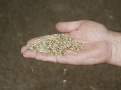 Wyraźny spadek ceny żyta. Jaki podatek zapłacą rolnicy w 2026 roku?