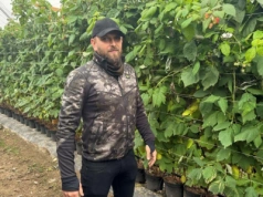 Maliny wciąż plonują mimo chłodów! ‘Serena’ z szansą na 20 ton z hektara jesienią – oto kulisy sezonu