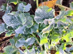 Minusowe temperatury, opryski rzepaku mogą być nieskuteczne. Kiedy wrócić na pole?