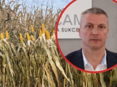 Przyspieszają żniwa kukurydzy ziarnowej. Czy ziarno będzie suchsze?