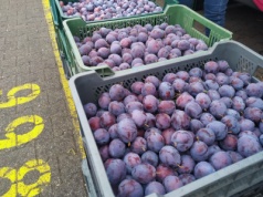 Skórka za wyprawkę: przechowanie śliwek nie opłaciło się