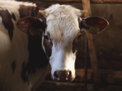 Choroba niebieskiego języka rozprzestrzenia się po Polsce! Wirus BTV-3 dotarł do kolejnego województwa