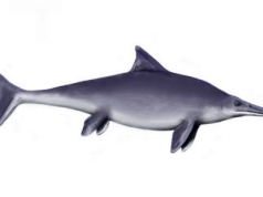 Paleontolodzy opisali okaz ichtiozaura z kolekcji UJ, o którym sądzono, że był gipsowym odlewem