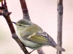 Wysyp rzadkich ptaków z Azji nad Polską. To są jakieś rekordy