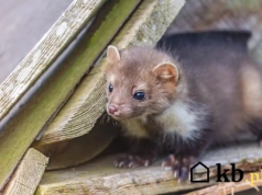 Tak zabezpieczysz dach przed kuną – sprawdzone sposoby, o których nie mówią fachowcy