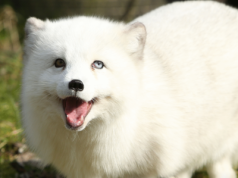 Polska mówi STOP futrom! Historyczne głosowanie w Sejmie