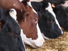 21.10.2025 Ceny skupu bydła rzeźnego: stawki spadają, ale nadal są relatywnie wysokie