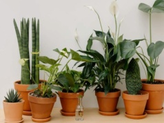 Kwiaty domowe będą w super kondycji. Przetrzyj ich liście „białym złotem”