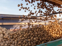 Produkcja ziemniaków na dużą skalę. Jak zaplanować ochronę i nawożenie?