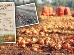 Rolnik nie wytrzymał. Mówi, ile naprawdę kosztuje cebula. "To jest po prostu wyzysk"