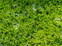 Zmiana klimatu uderza w atom przez zakwit alg