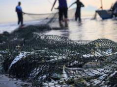 Rybacy konkurują z bobrami i kormoranami. Trwają odłowy w Stawach Milickich