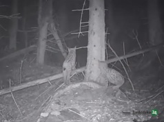 Jak mały ryś „majstrował” przy fotopułapce… | WIDEO