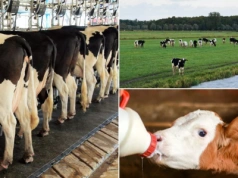 Producentom mleka ma być łatwiej? Ważna decyzja zapadła w Brukseli