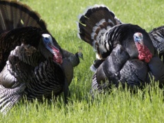 Grypa ptaków: 20 500 indyków poddanych ubojowi w Dolnej Saksonii