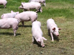 KRIR chciała dopłaty na zakup zwierząt, MRiRW mówi „nie”