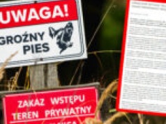 Psy śmiertelnie pogryzły mężczyznę w Zielonej Górze. Policja wydała oświadczenie