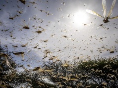 Plaga shortów na CCC. Już 20 procent na liczniku JSW