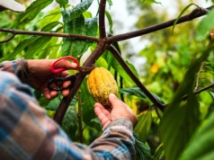 Koalicja producentów słodyczy kontra UE. "To zagrozi inwestycjom"