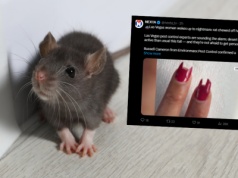 Obudziła się w hostelu. Nie mogła uwierzyć, co zrobiły jej szczury